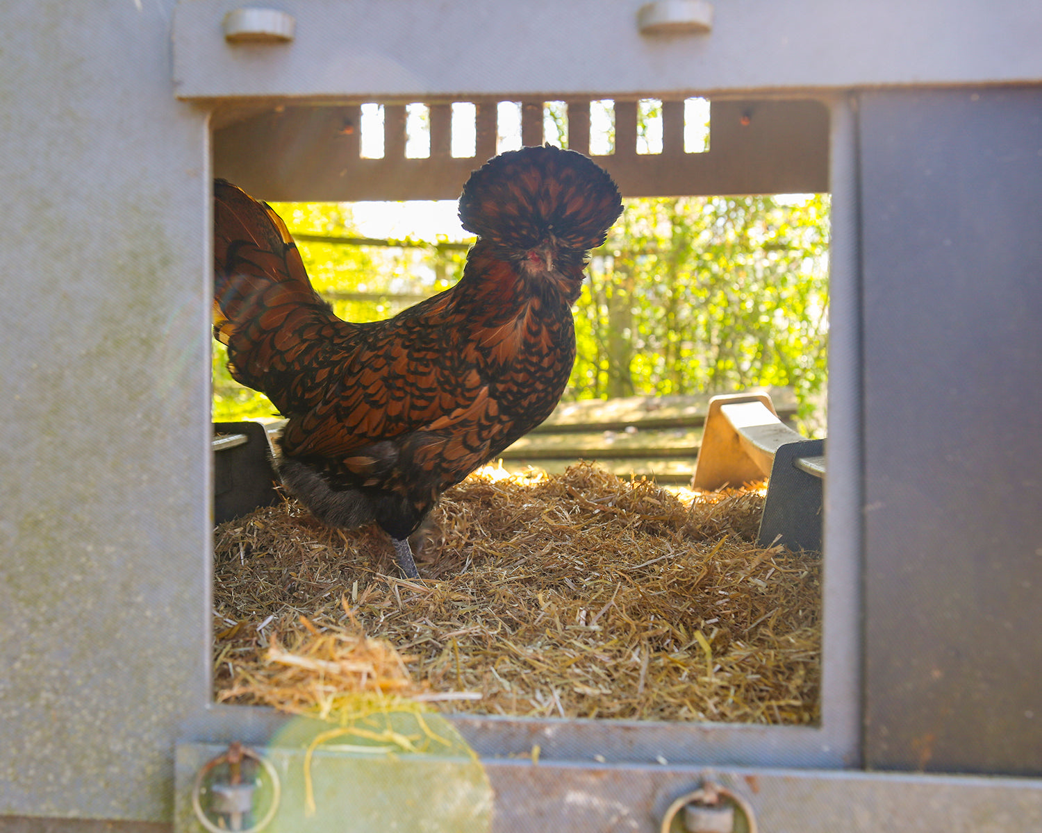 Chicksoft Poultry Bedding – Premium Soft Wheat Straw Bedding for Healthy, Comfortable Chickens 16kg