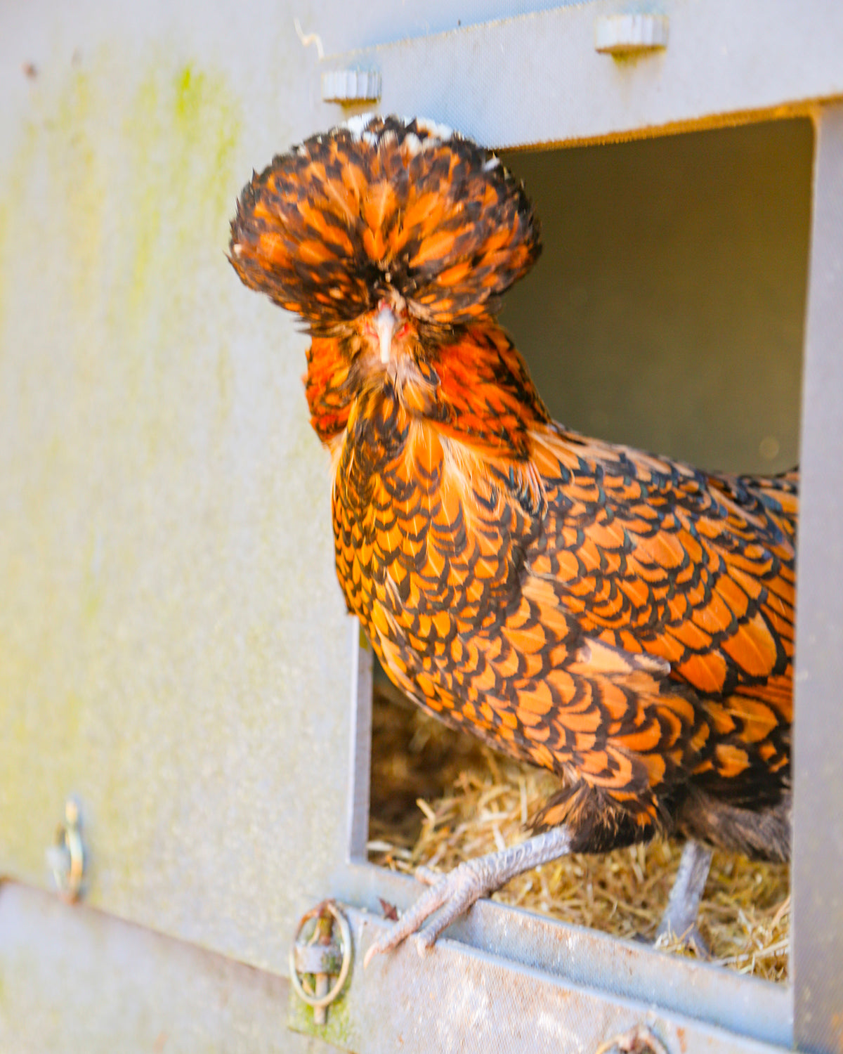 Chicksoft Poultry Bedding – Premium Soft Wheat Straw Bedding for Healthy, Comfortable Chickens 16kg