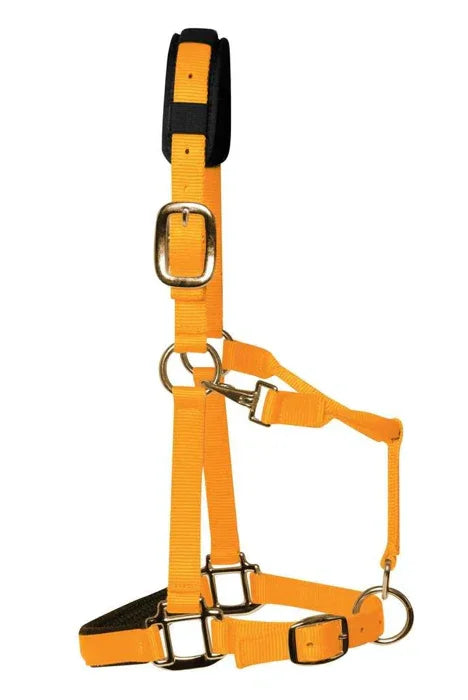 KM Elite Luxury Padded Headcollar Hot Orange - Large
