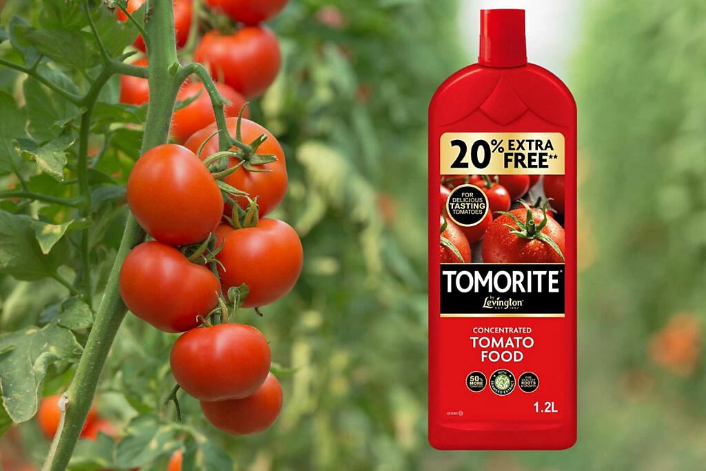 2 FOR 1 OFFER - Levington Tomorite Liquid Concentrate 1.2L 20% Extra Free
