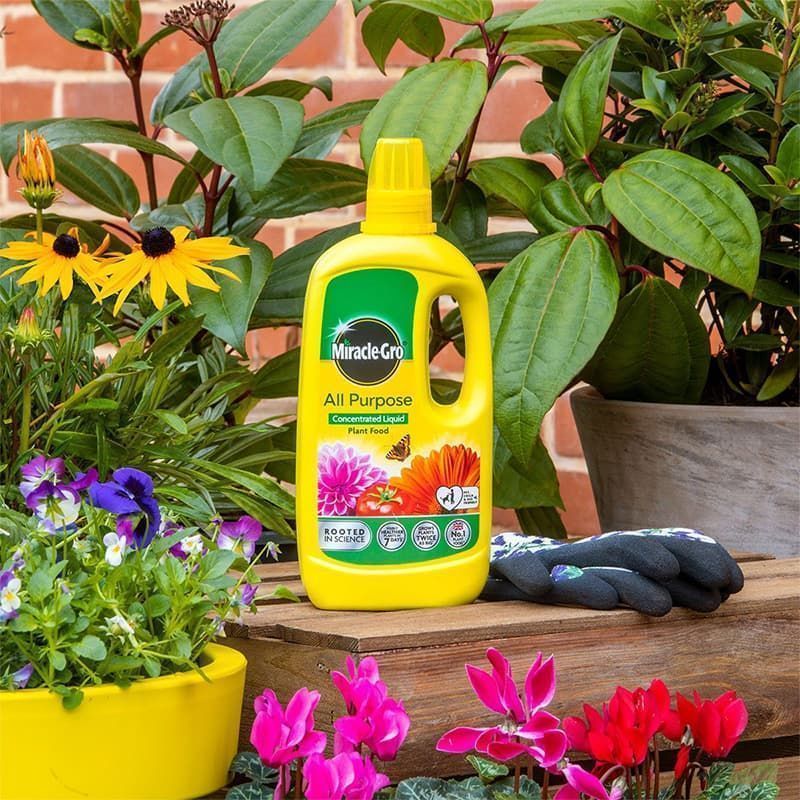 Miracle-Gro All Purpose Concentrated Liquid Plant Food 1L, Indoor Outdoor Flowers Vegetables Houseplants