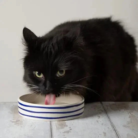 Scruffs Coastal Food & Water Cat Saucer – Blue Ripple - 13cm