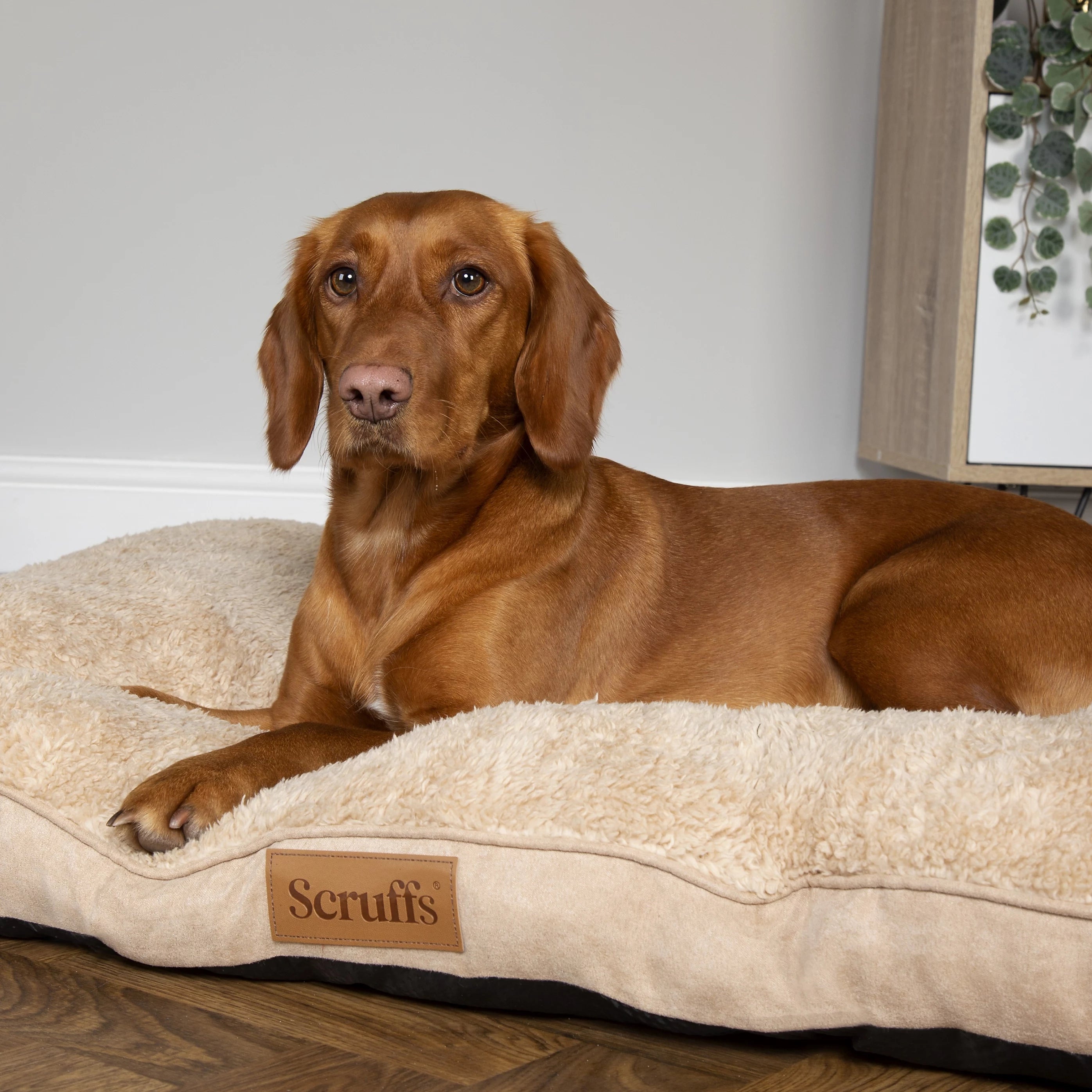 Scruffs Cosy Collection Mattress Bed for Dogs - Medium